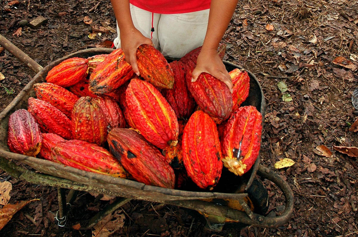 Cacao harvest. Public domain