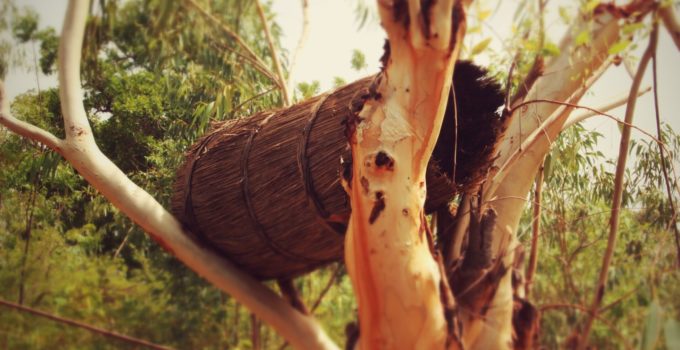 Tapoa honey. Photo credit: Slow Food International