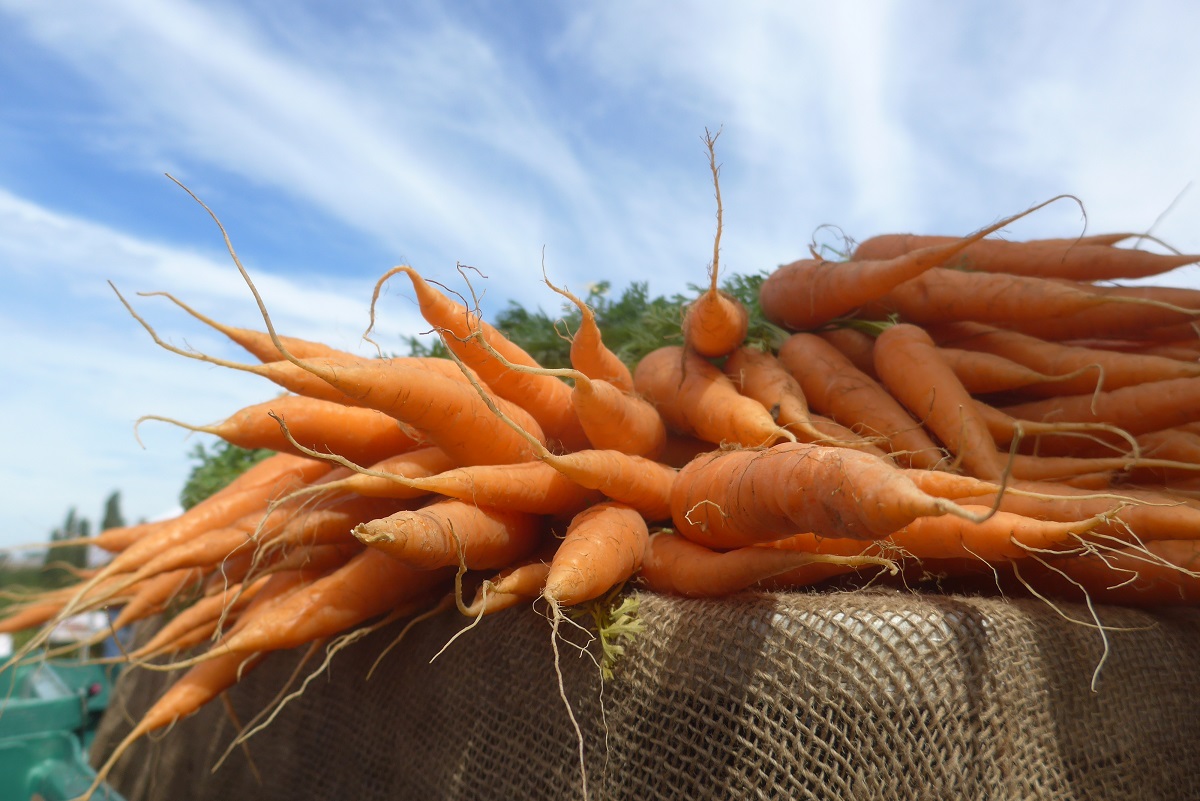 Carrots at a farmers market. Photo credit: Chris Young
