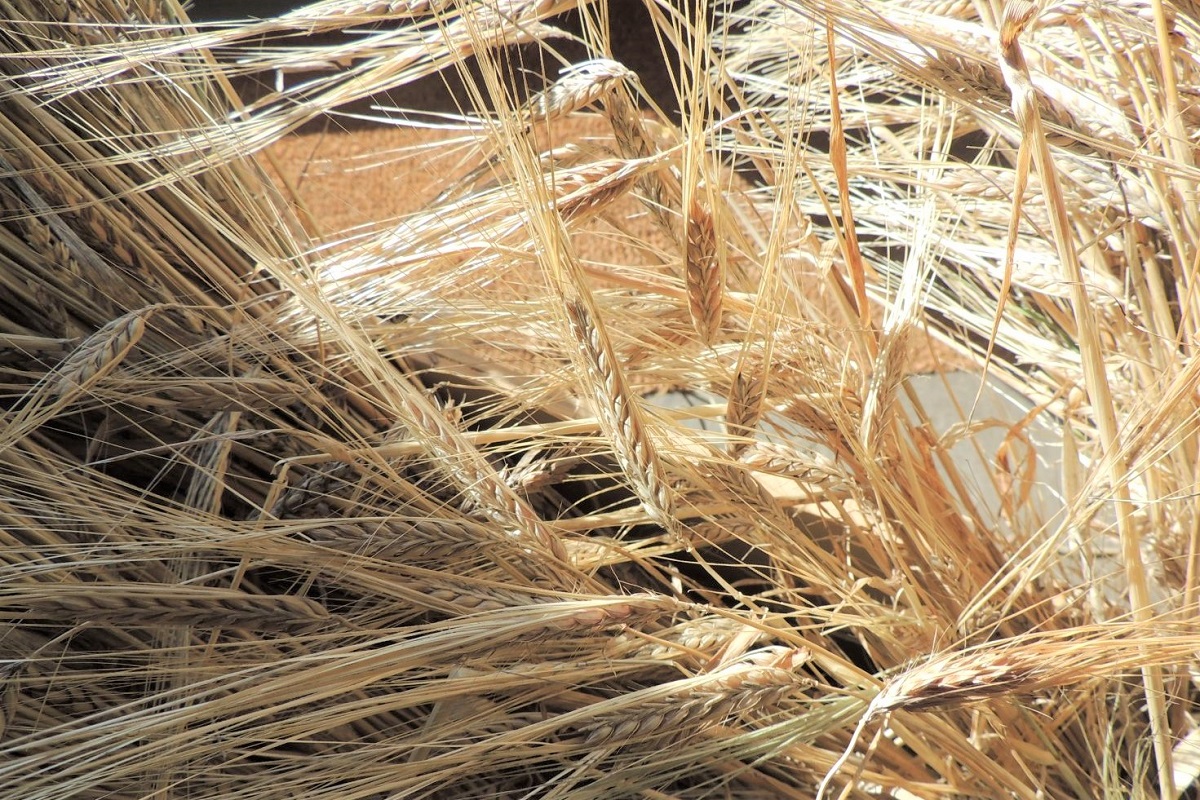 Heritage wheat, courtesy of Scotland The Bread