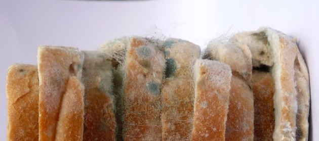 Photo: Mouldy bread, courtesy of Chris Young