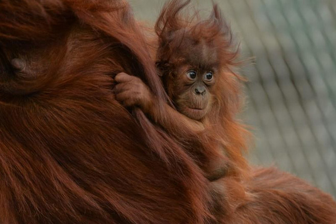 Baby orangutan Siska. Photo reproduced with permission from Chester Zoo