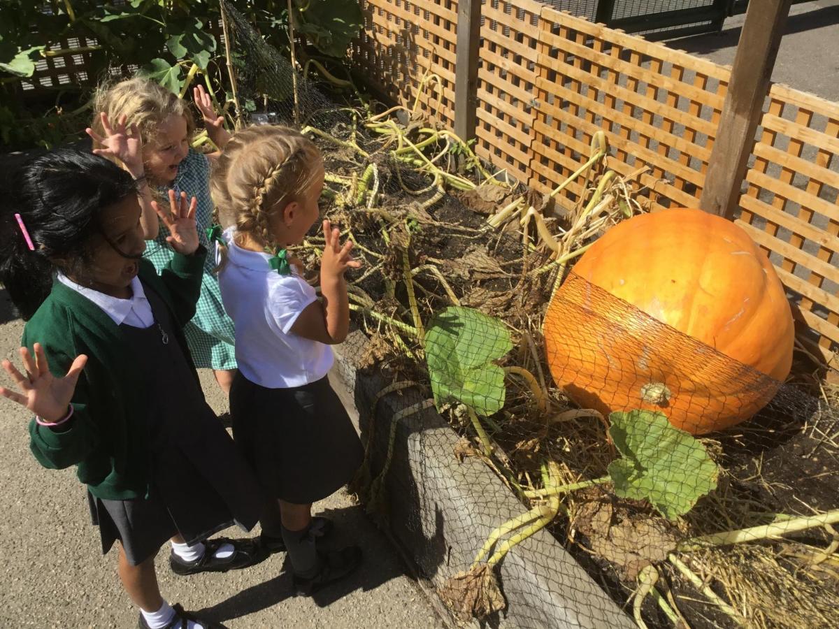 Credit: Snaresbrook Primary School pupils thrilled to win the prize for heaviest pumpkin in our Urban Harvest competition.